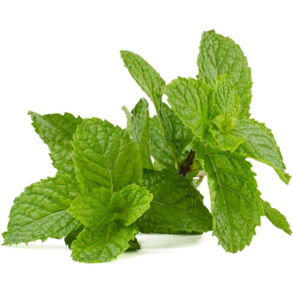 Menthe Fraiche Naturelle Botte