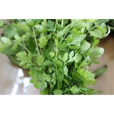 Coriandre Bio Botte