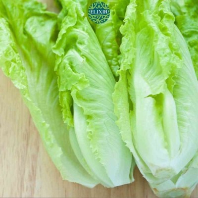 Salade Romaine Bio Piece