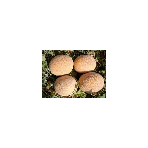 Melon BIO 1KG