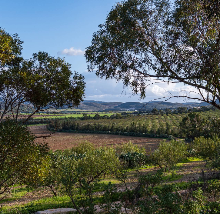 Vue sur les oliveraies du Domaine